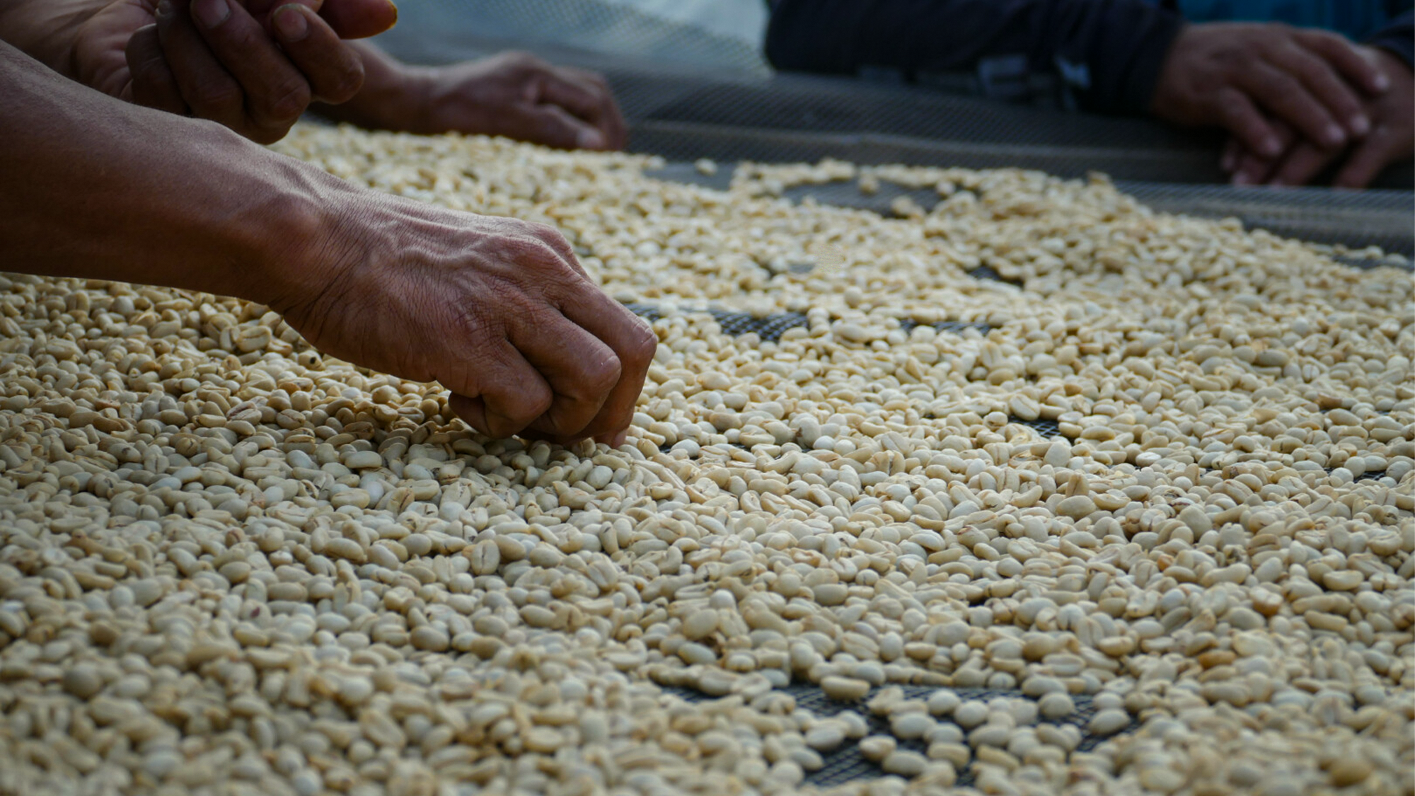 Café bio séché