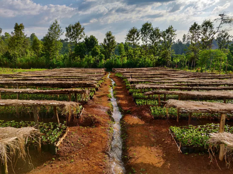 Plantation de café