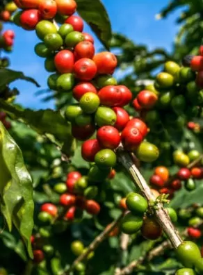 La coopérative hondurienne Aprolma